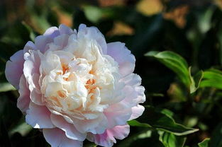 播种的时间也彳艮关键