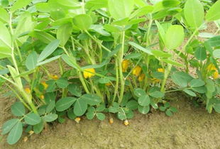 除草剂对花生的危害