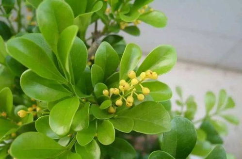 米兰花核心原因，为何迟迟不开花