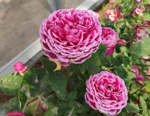 ：月季养护的“三宝”