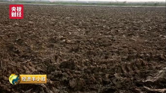 南方首选海蓬子