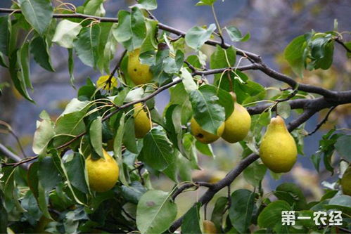 梨树嫁接核心技术揭秘，新手必看