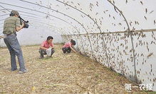 菊酯类农药， 防治效果佳