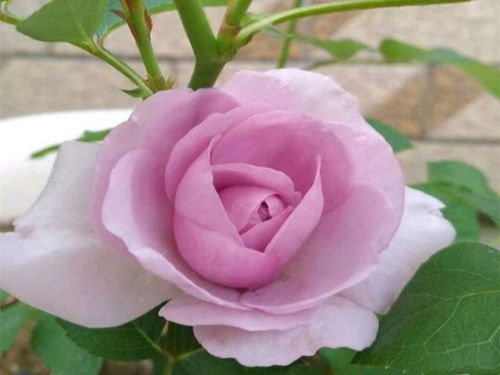 浇水也有讲究， 别让月季花渴着