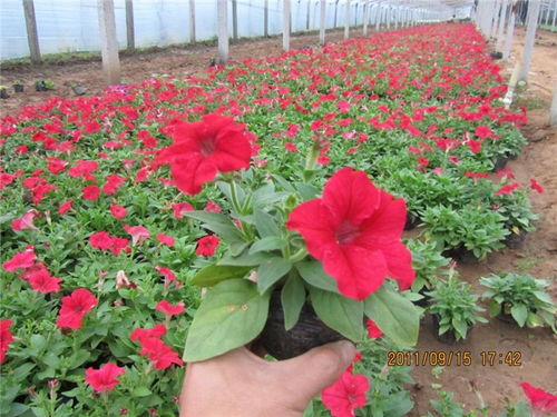 紫花地丁：春日的浪漫使者