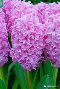 风信子开花后的储存小技巧