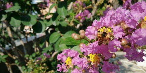 紫薇树：开花的时节，你知道吗？