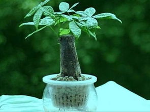 护理细节， 发财树健康的守护者