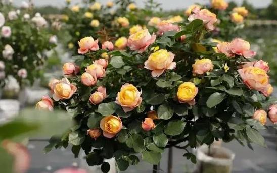 初学者养护月季的指南：十款高评价品种大揭秘