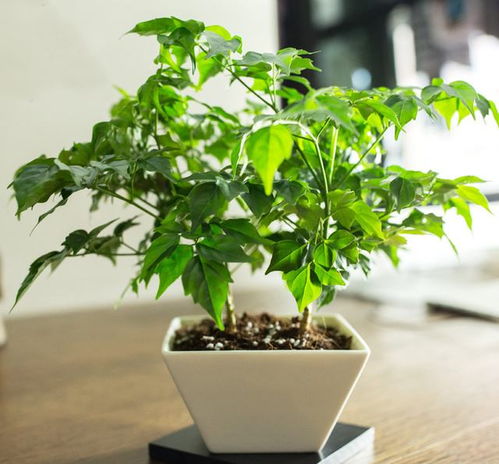 买盆栽，如何让绿植快速适应新家