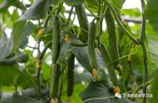 哪些蔬菜不能用杀菌剂？