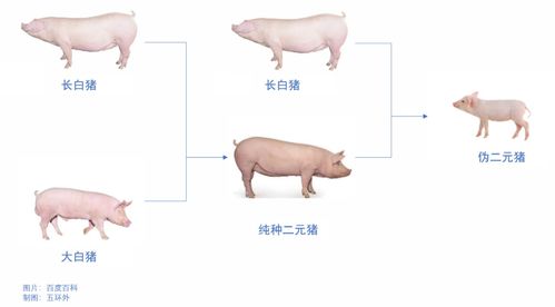 猪饲料中小麦利用率与禽料相比，肥猪猪饲料利用率有何差异？
