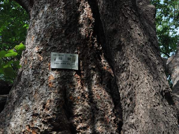 红榉和青榉哪个长得慢？