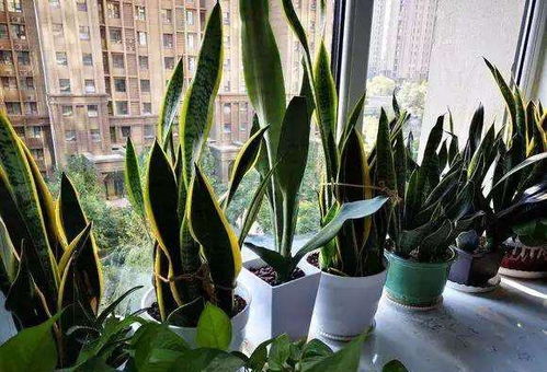 “钱串子侧芽处理技巧，打造爆品花卉秘诀！”