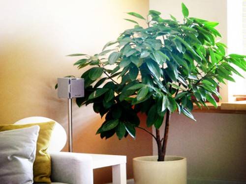 浇水：水多了不行， 少了也不行