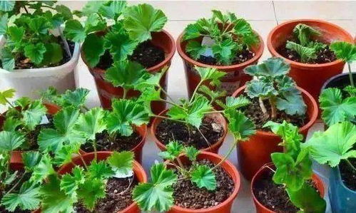 让玫瑰枝在水中快速生根的简单方法