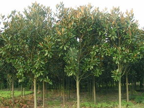 广玉兰的价格：便宜得让人心动