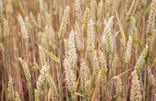 小麦饲料与玉米饲料在营养成分和饲养效果上有哪些显著区别？