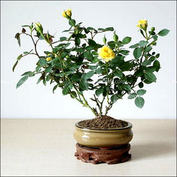 第二步：容器选择，月季的“温馨小窝”