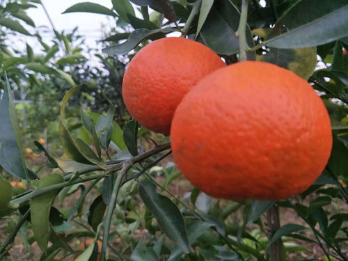 橘子成长的故事