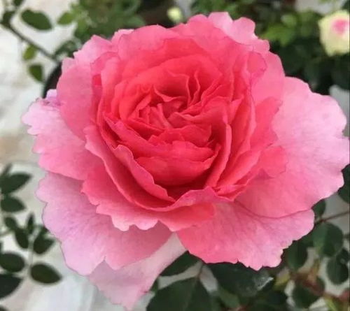 毛茛月季：优雅的舞者