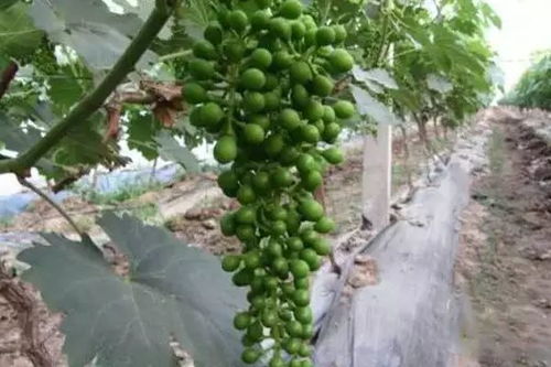 黄金配比一：30%吡唑醚菌酯·咯菌腈·噻虫胺悬浮种衣剂