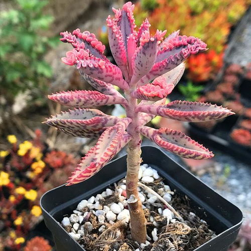 不死鸟：落地生根， 生命力顽强