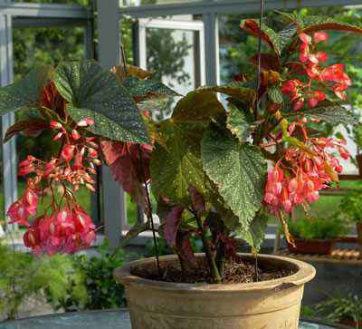 秋海棠的土壤小秘密