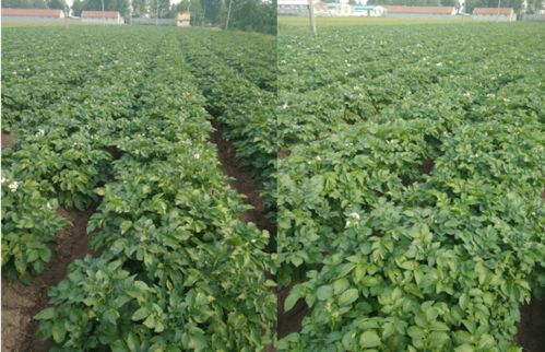 我国微生物肥料助力花卉业，累计应用超1.5亿亩！