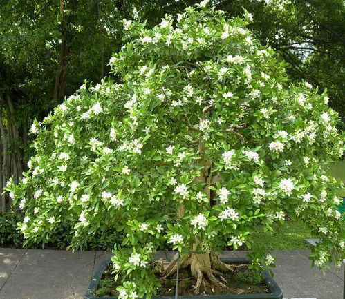 九里香几年苗开花？养护得当