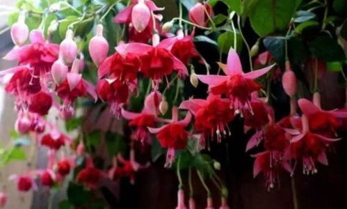 100种花名图鉴，揭秘花界珍品