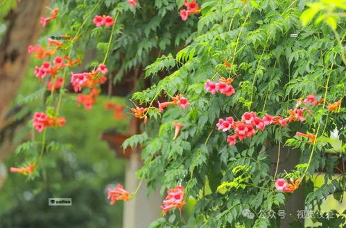 凌霄花夏季移栽要点，畜牧养殖必备知识