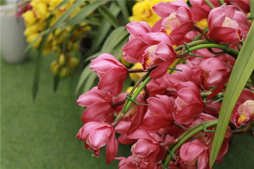 花卉市场的发展趋势