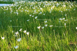 葱兰与韭兰的区别