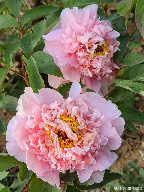 牡丹花瓣层层叠叠，如何画出它的娇艳