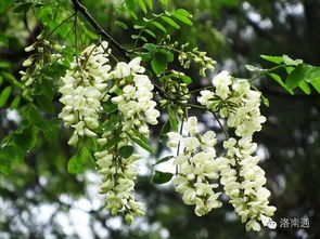 槐花夏季盛开，花香四溢