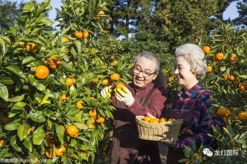 花椒树秋季施肥效果最好？老农教你正确方法