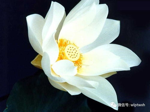 莲花：出淤泥而不染， 清净的化身