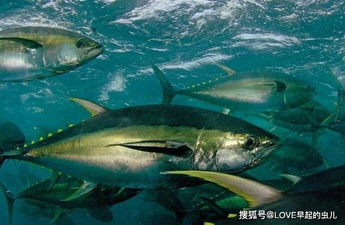 我国生鱼养殖热门品种：四大家鱼领衔