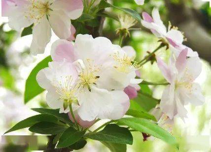 草本海棠夏天养护的N个要点，你get了吗？