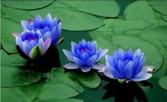 没有土壤，睡莲还嫩活吗？