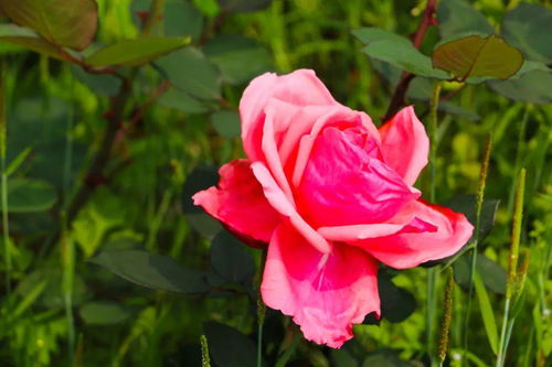 春风吹拂，安化茶乡花海月季盛开