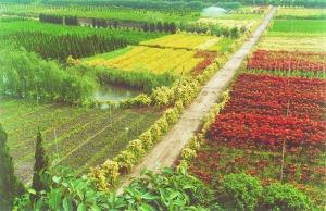 花卉苗木产业：蓬勃发展的背后