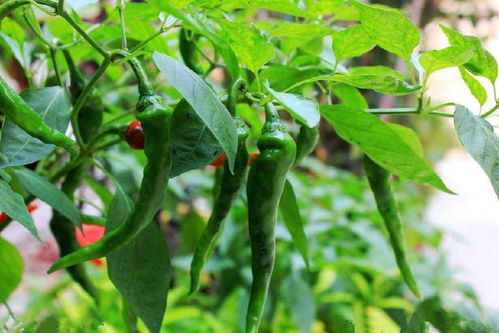 辣椒催芽需要几天才能成功？浇水时应该注意哪些方法