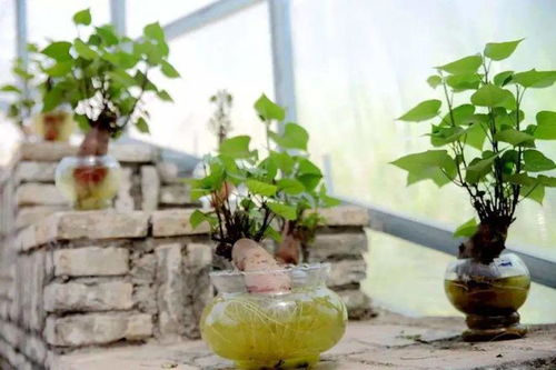 第七步：收获， 就像收获果实一样