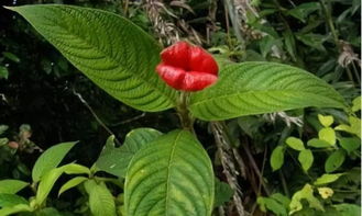 必备道具：酸奶机改装恒温底座、鱼缸加热棒（调至15℃）