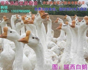 揭秘鹅的繁殖周期：何时下蛋？