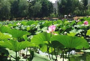 辽宁荷花的花期，你知道吗？