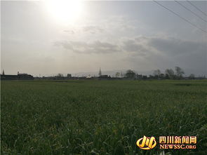 苍山蒜苔种植面积达15万亩，迎来丰收季