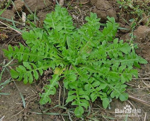 野菜图片大全+认野菜技巧，如何避免踩坑